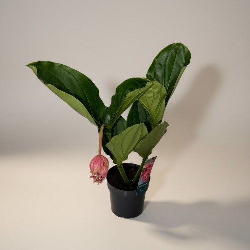 Medinilla Bitkisi